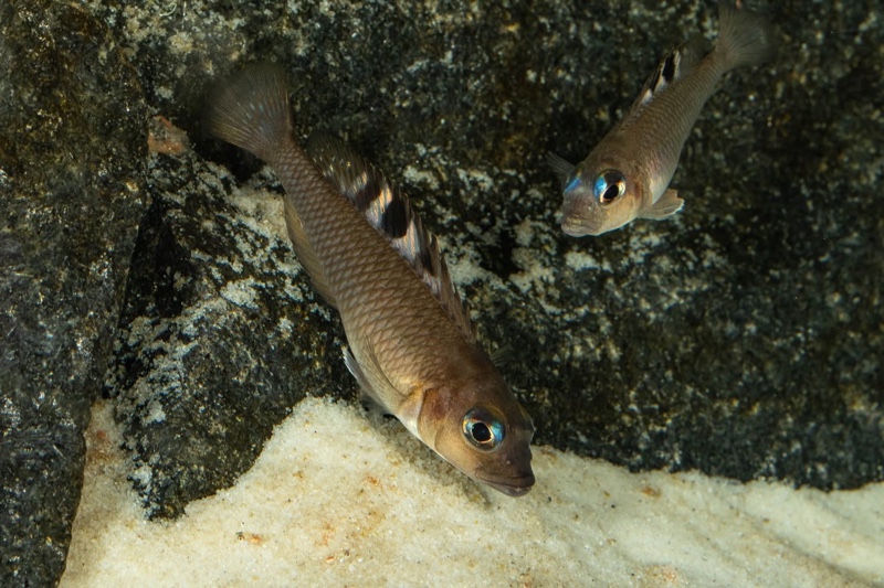 Lamprologus kungweensis 'Burton Bay'